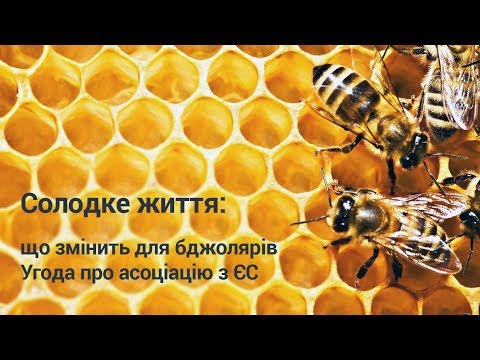 Солодке життя: як Угода про асоціацію з ЄС вплине на бджолярів